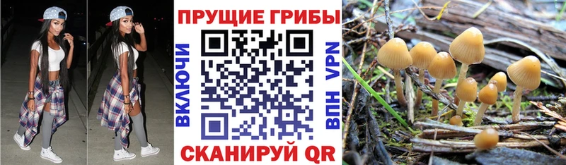 Псилоцибиновые грибы GOLDEN TEACHER  Любим 